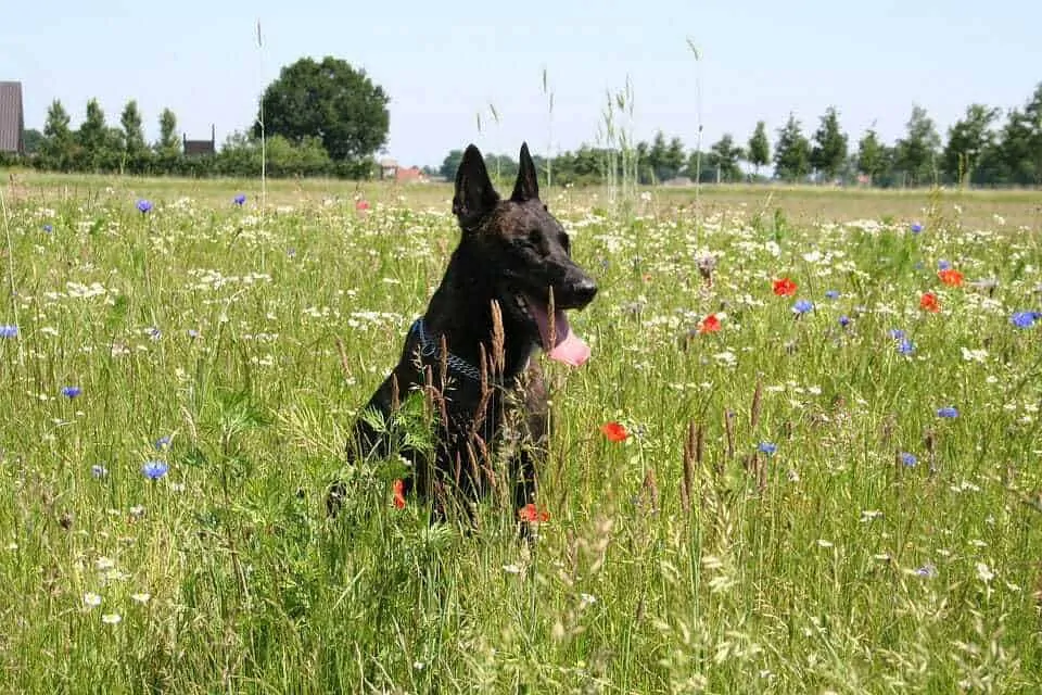 11 Things You Should Know About the Dutch Shepherd 1