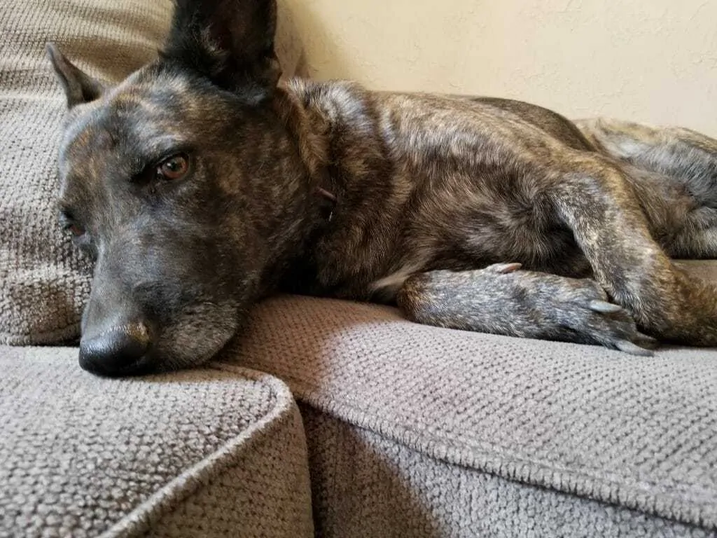 11 Things You Should Know About the Dutch Shepherd 3