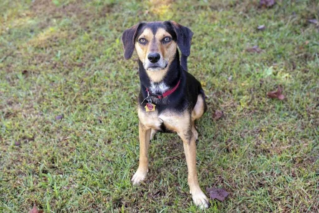 dachshund german shepherd mix