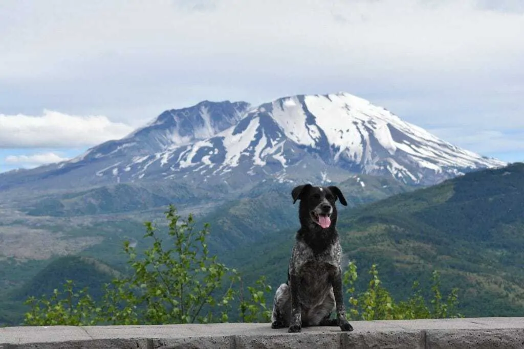 10 Things You Should Know About the Blue Heeler Pointer Mix 1