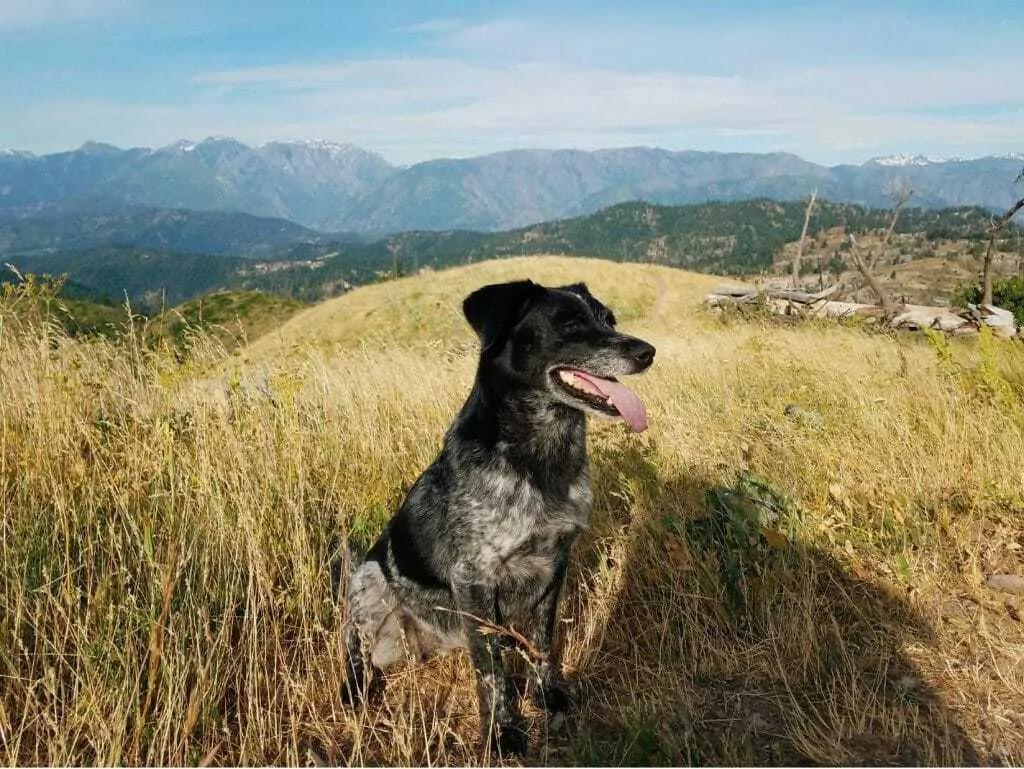 10 Things You Should Know About the Blue Heeler Pointer Mix 12