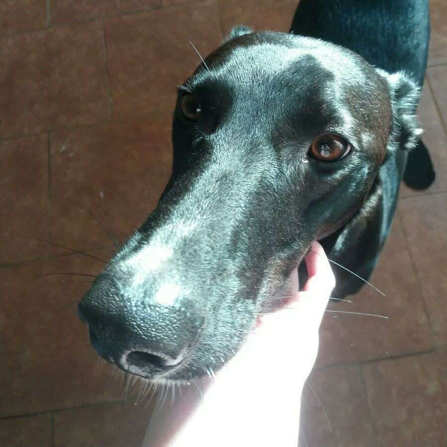 are galgo espanol the most intelligent dogs