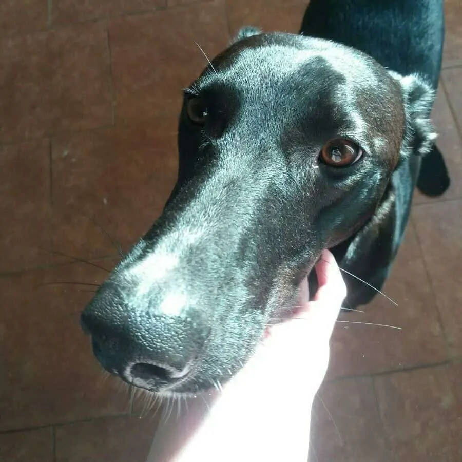 11 Things You Should Know About the Spanish Greyhound 2