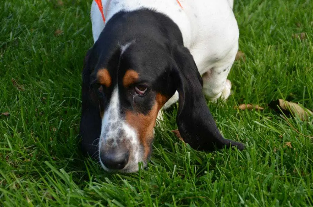 15 Things You Should Know about the Basset Hound 2