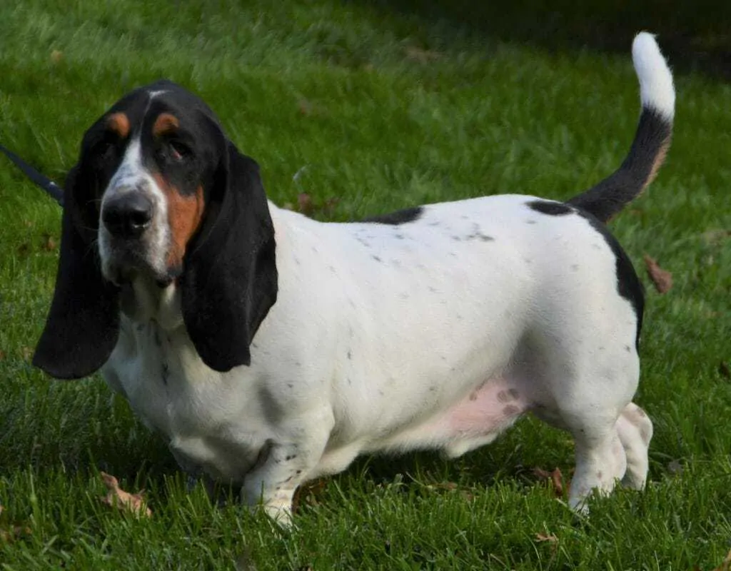 15 Things You Should Know about the Basset Hound 1
