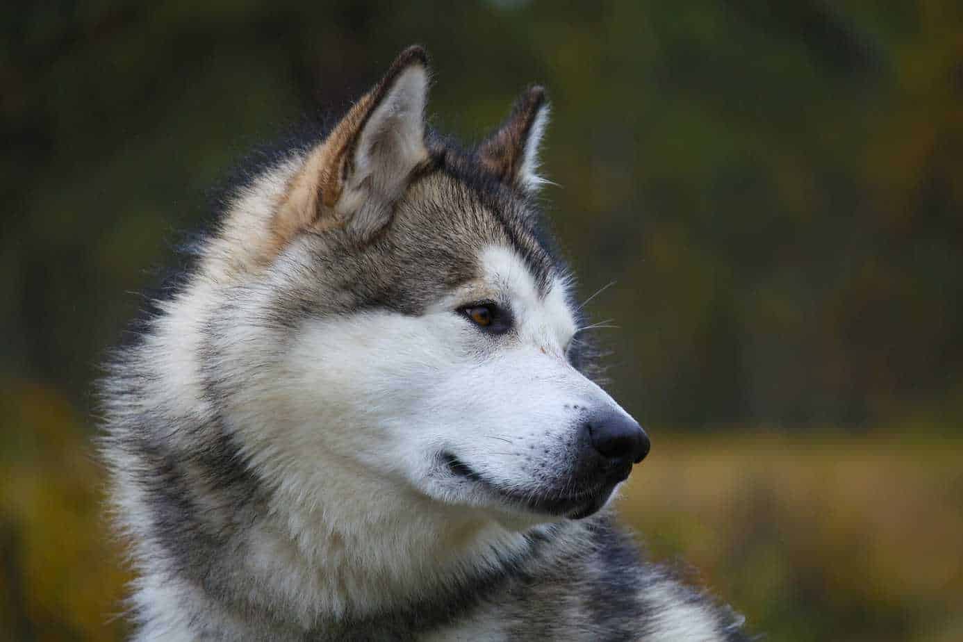 11 Things You Should Know About The Alaskan Malamute Your Dog Advisor