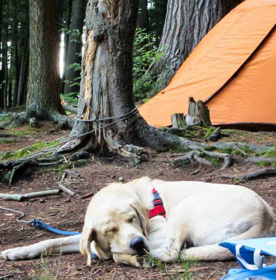 14 Tips for Camping with Dogs | Your Dog Advisor