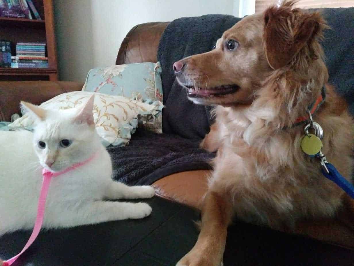 How to Integrate a New Dog with Other Pets Your Dog Advisor