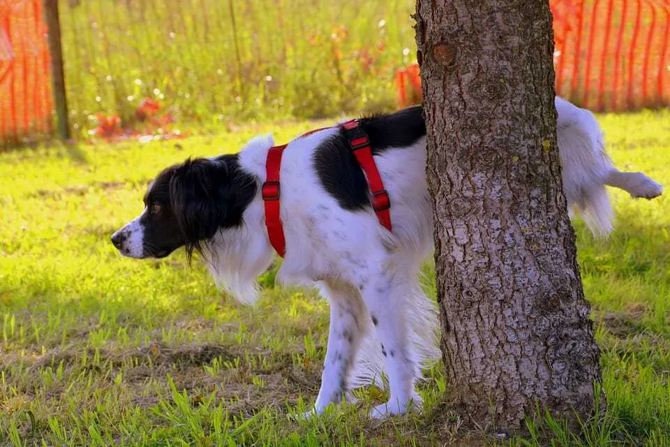 House Training a Puppy: 14 Ways to Get it Right 1