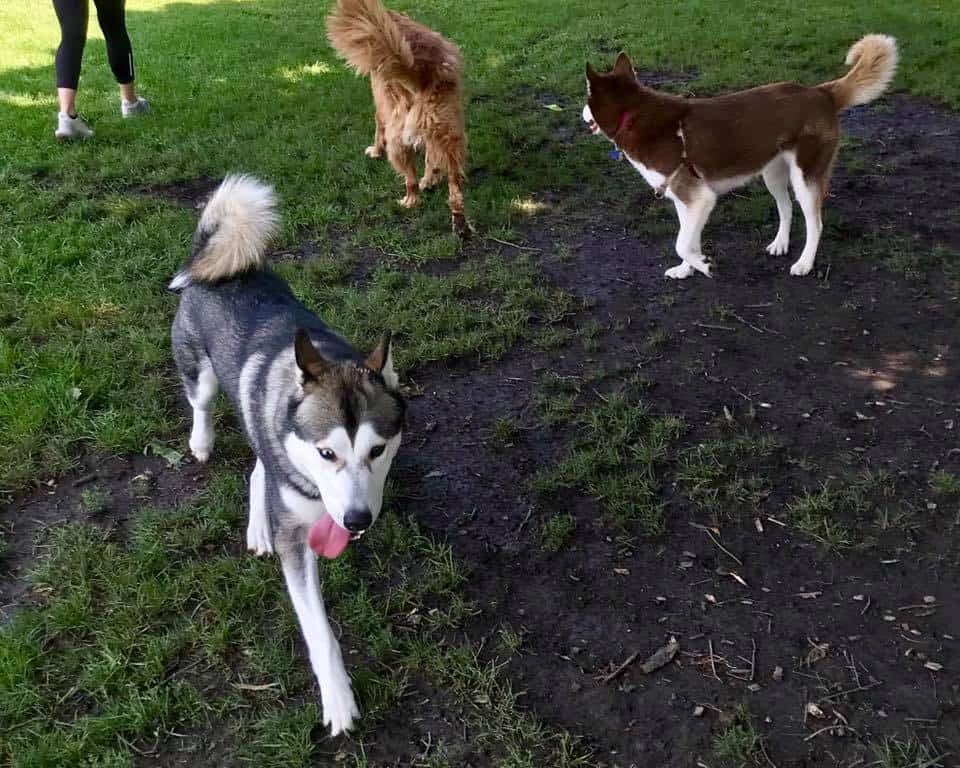 11 Husky Training Tips You Should Know Your Dog Advisor