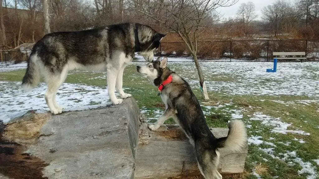 11 Husky Training Tips You Should Know 1