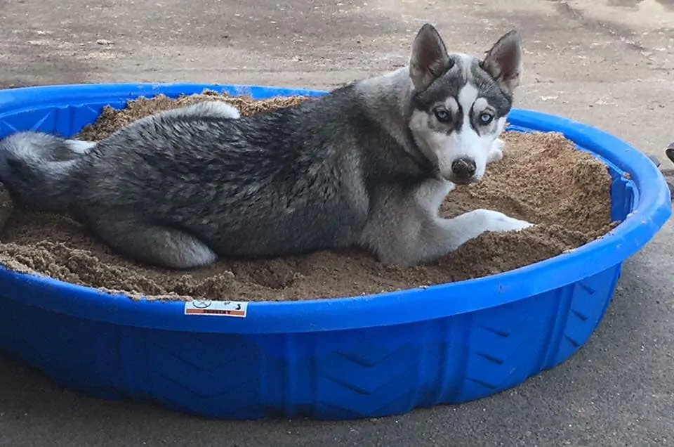 11 Husky Training Tips You Should Know 8