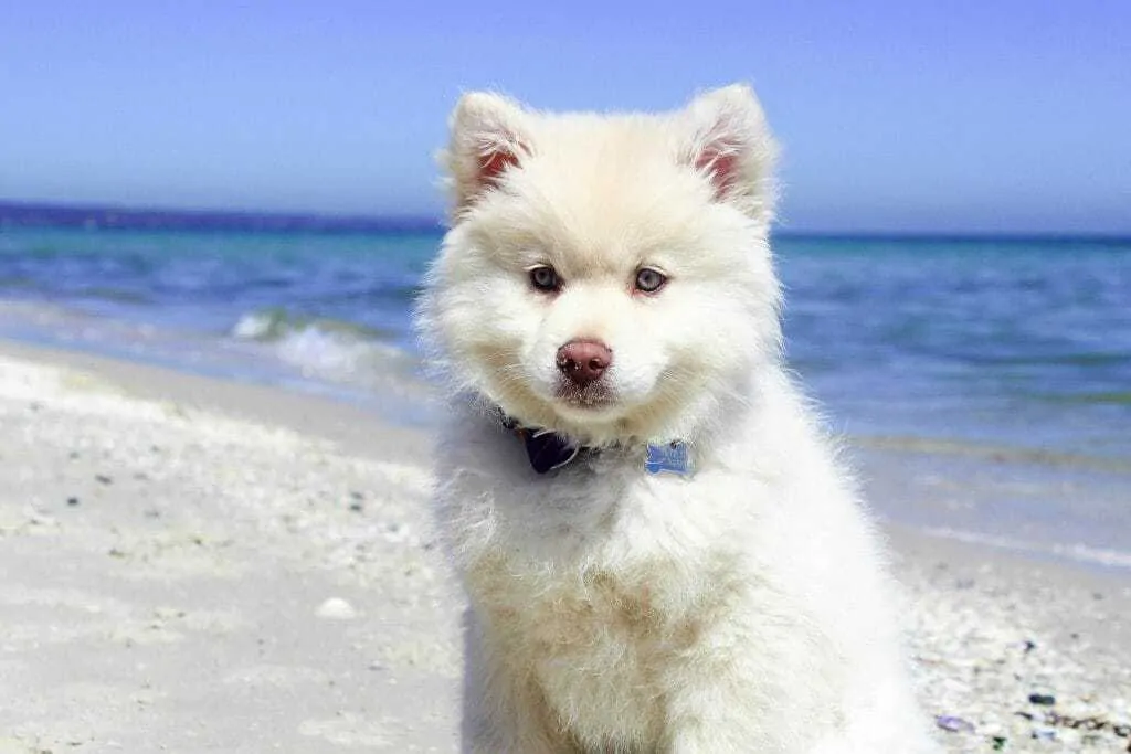 Pomsky Breed Information Guide: 11 Things to Know 8