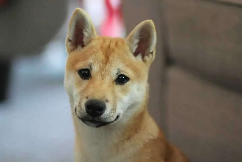11 Things You Should Know About the Shiba Inu 7