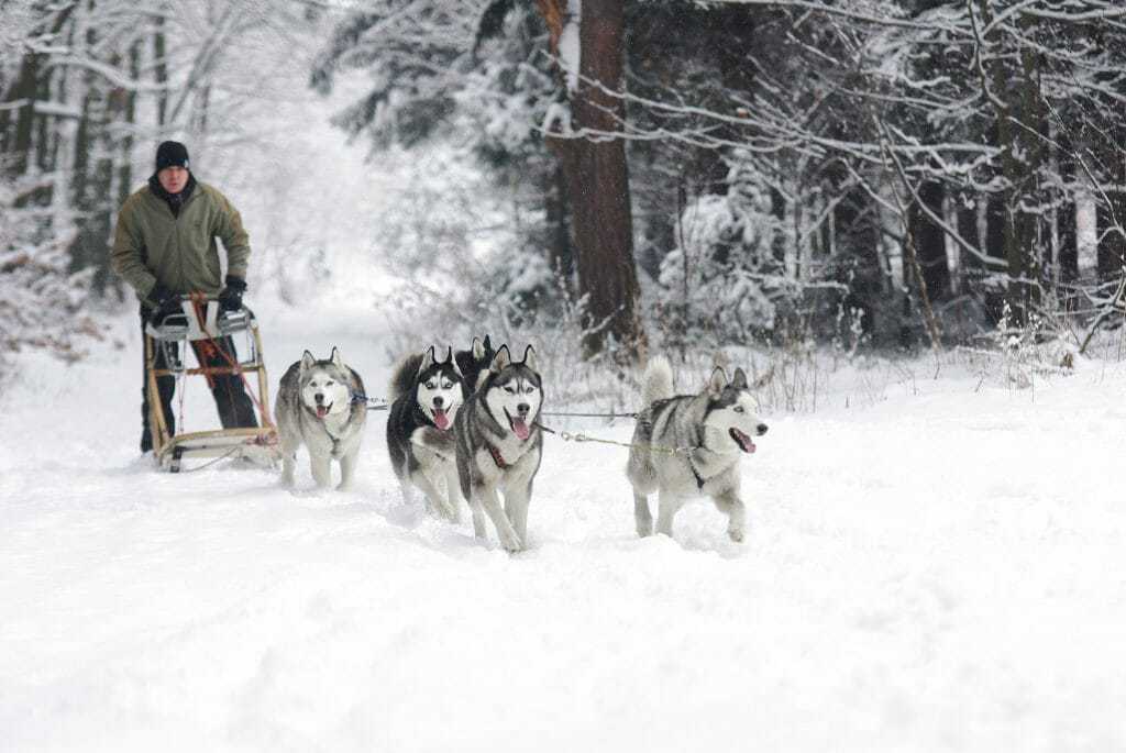 11 Things You Should Know About the Siberian Husky 1