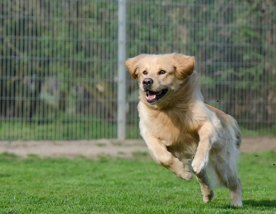 How to Train Your Dog to Come When Called: 14 Tips for A Rock Solid Recall 3