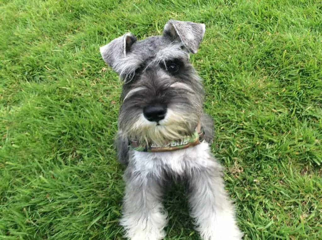 Miniature Schnauzer Dog Breed Information - 11 Facts to Know 5