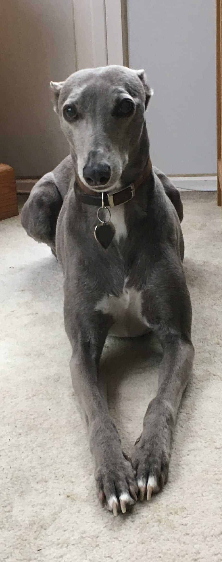 Whippet Dog Breed Information 11 Things You Should Know Your Dog