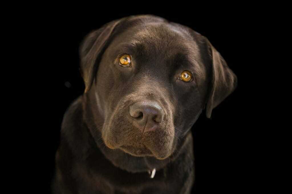 british chocolate lab