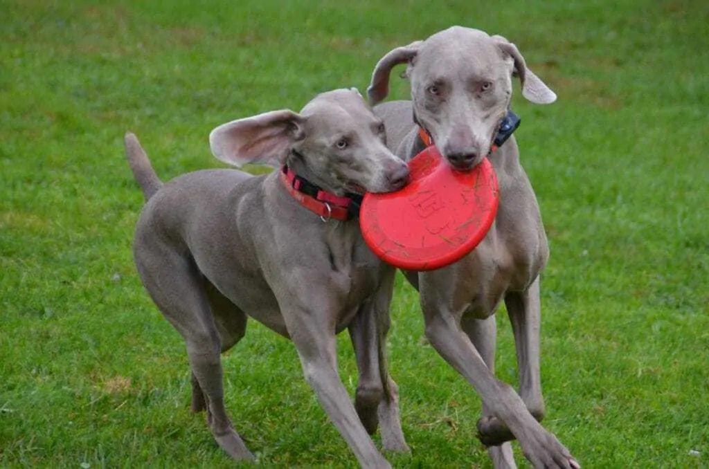 11 Things You Should Know about the Weimaraner 4