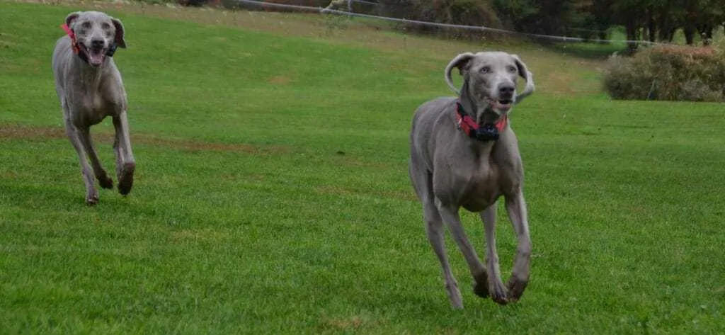 11 Things You Should Know about the Weimaraner 3