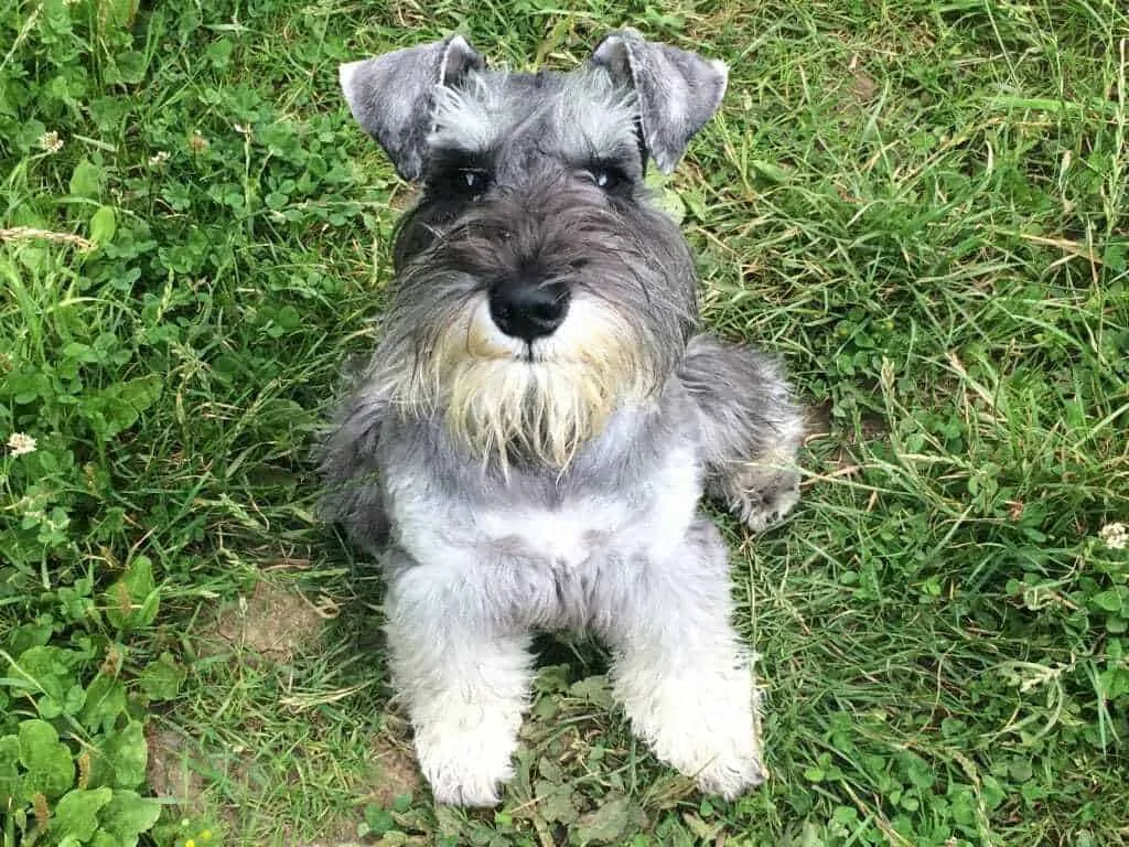 Miniature Schnauzer Dog Breed Information - 11 Facts to Know