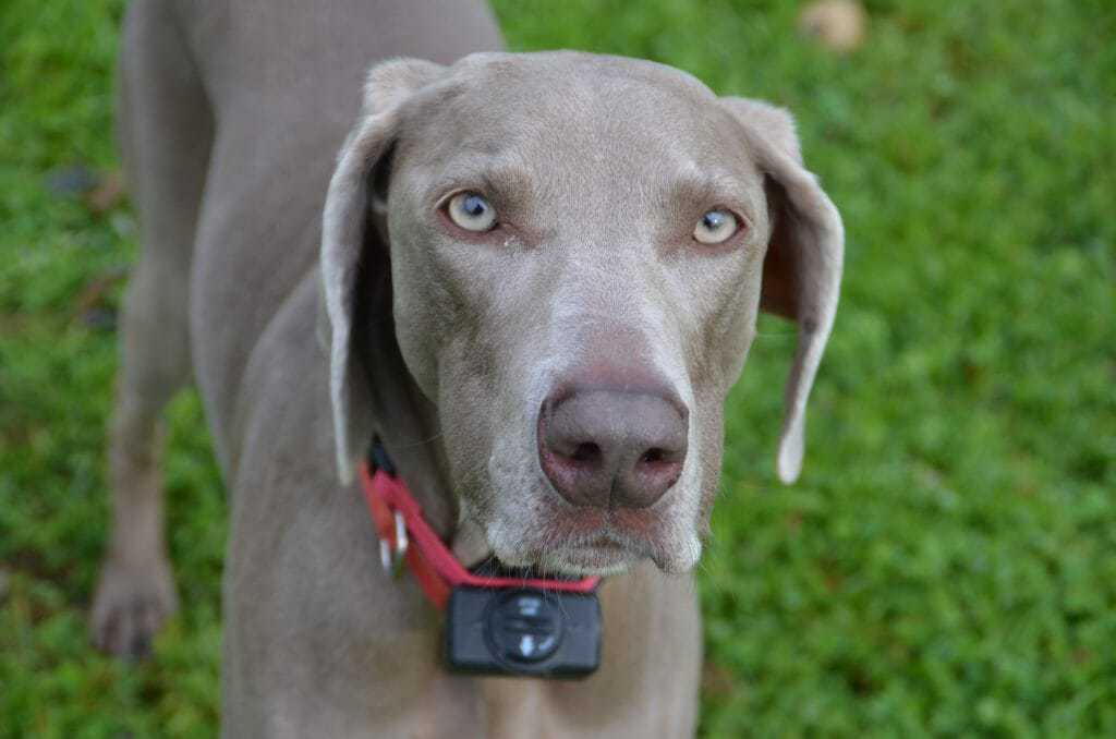 how long do weimaraners eyes stay blue