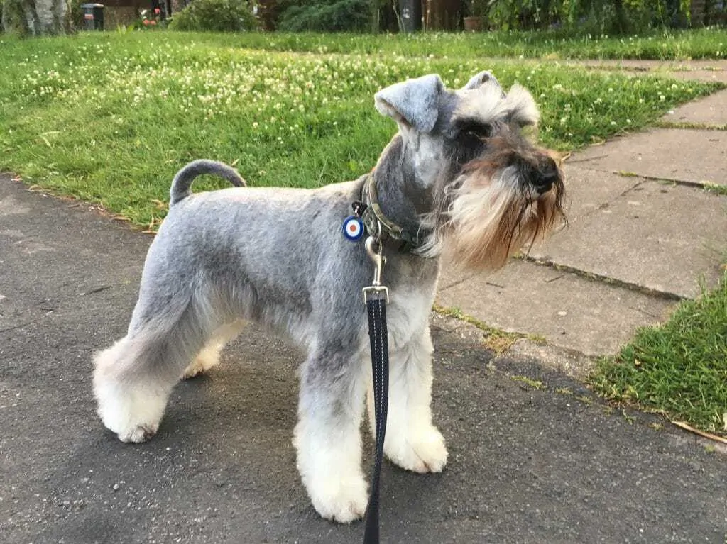 Miniature Schnauzer Dog Breed Information