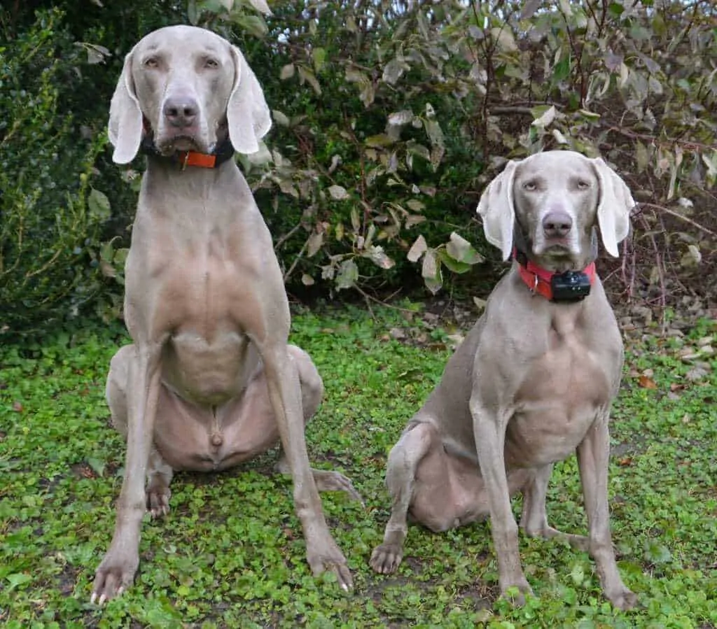 11 Things You Should Know about the Weimaraner 1