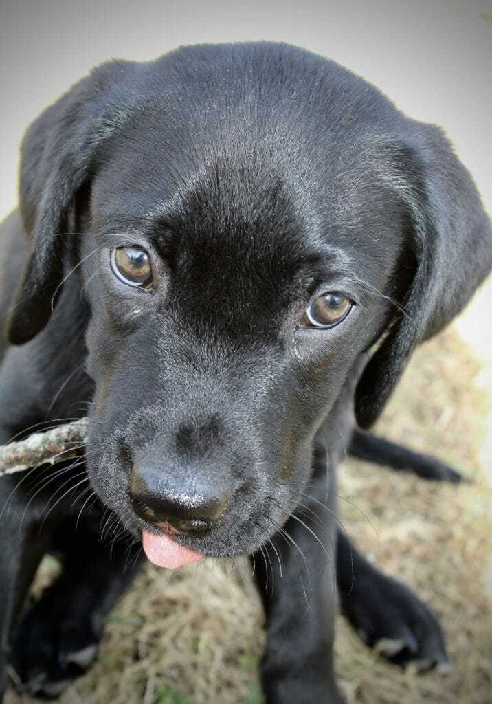 12 week old black lab puppy