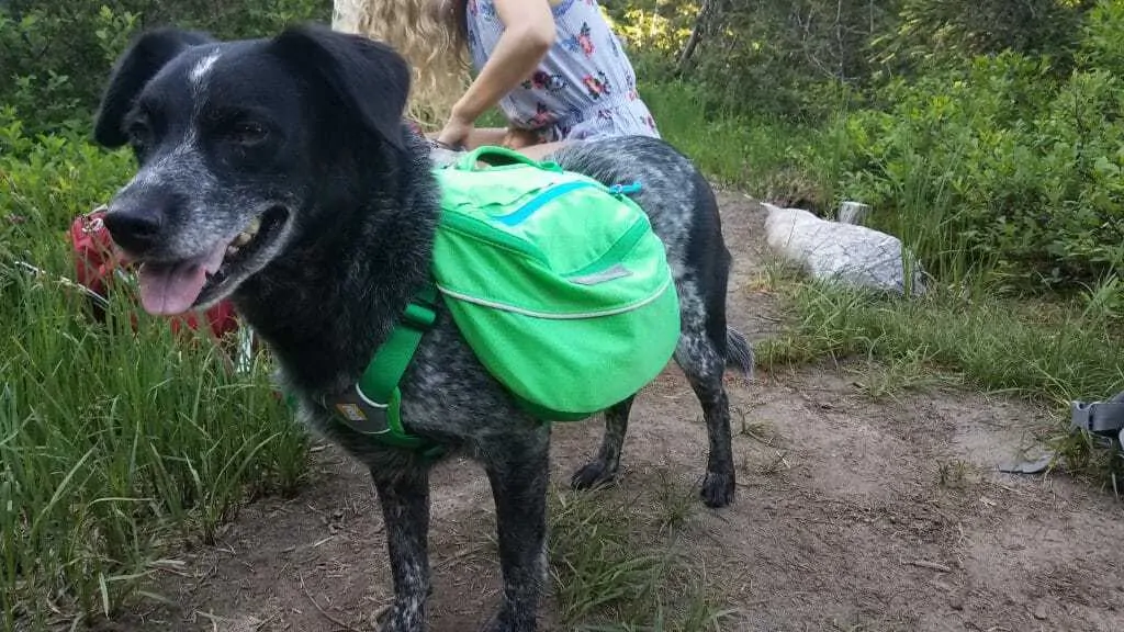 Best Dog Backpack - How to Choose the Best Dog Hiking Pack 6