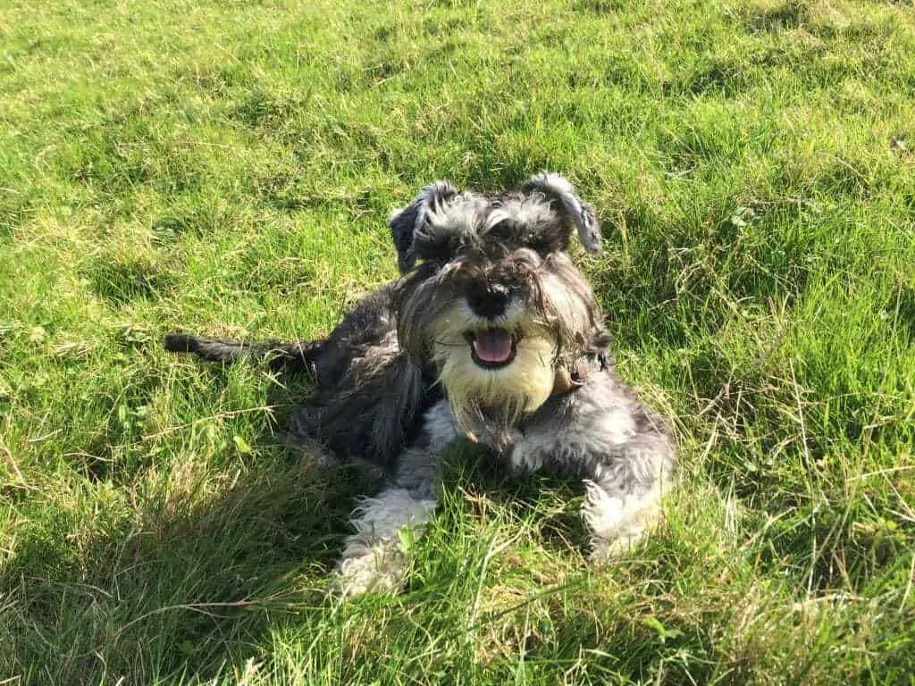 Miniature Schnauzer Dog Breed Information