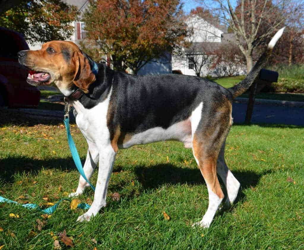 tricolor coonhound