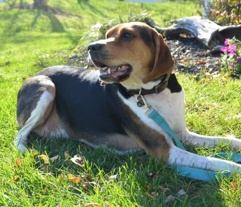 Treeing Walker Coonhound Dog Breed Information Your Dog Advisor
