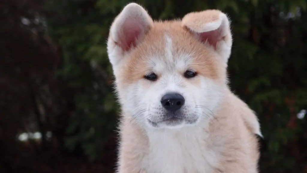 Akita Dog Breed Information - 11 Things to Know 3