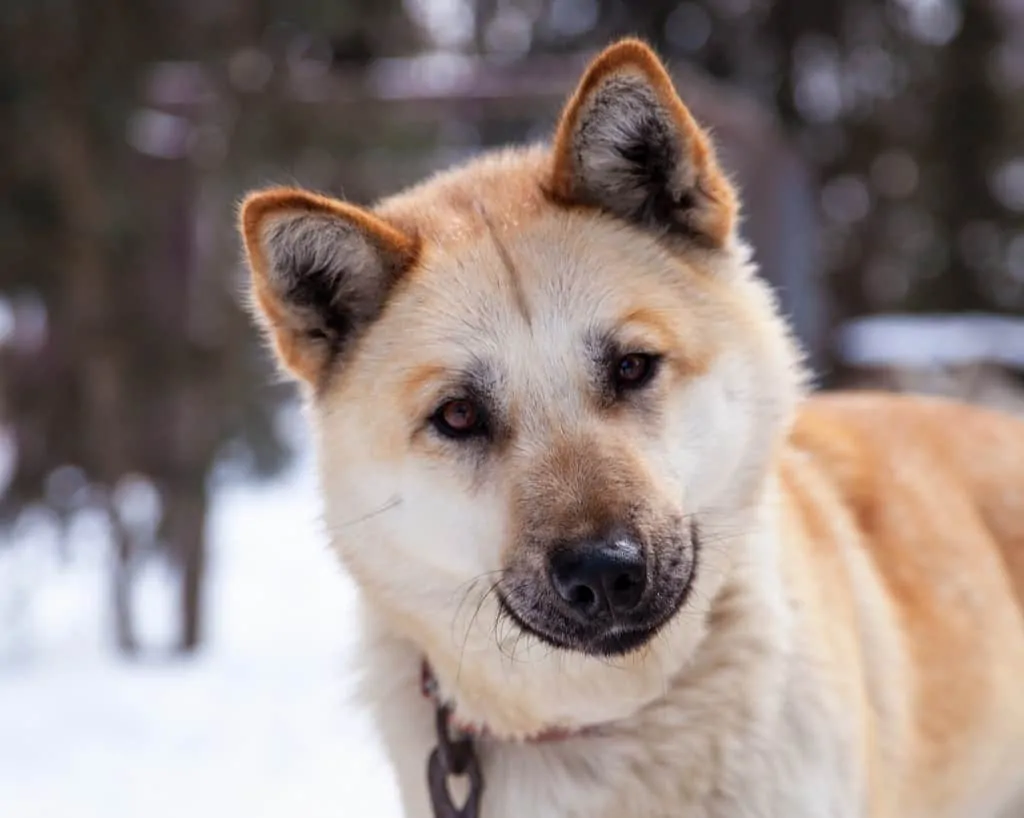 Akita Dog Breed Information - 11 Things to Know 5