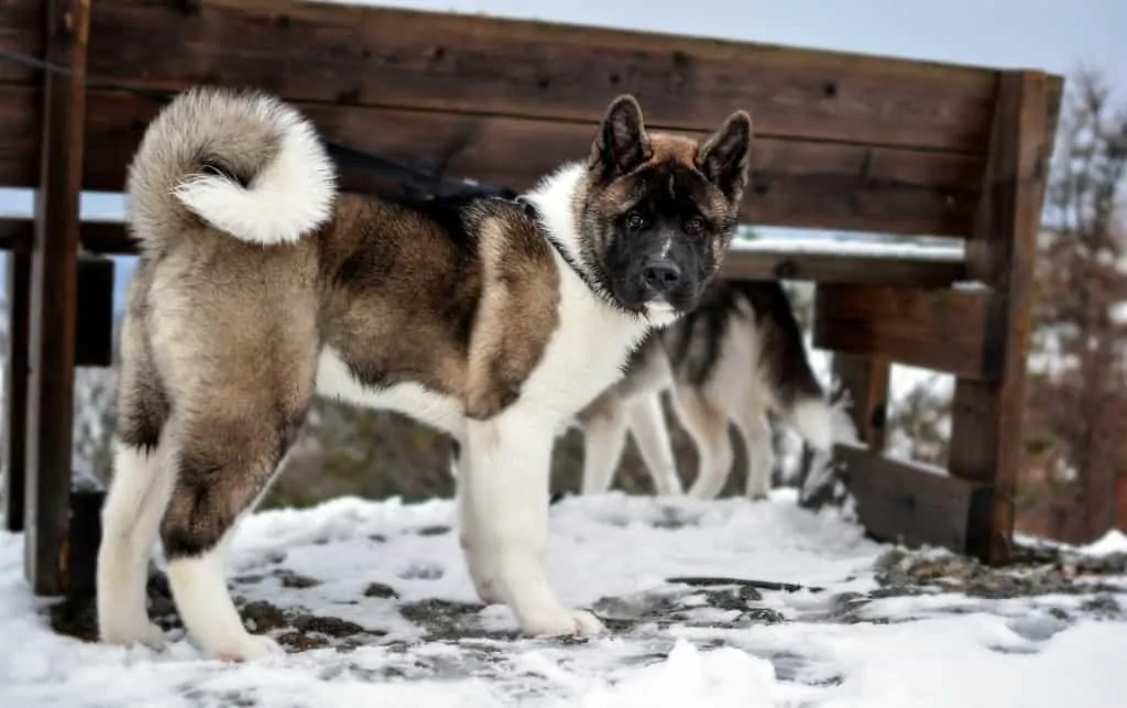 Akita Dog Breed Information - 11 Things to Know 7