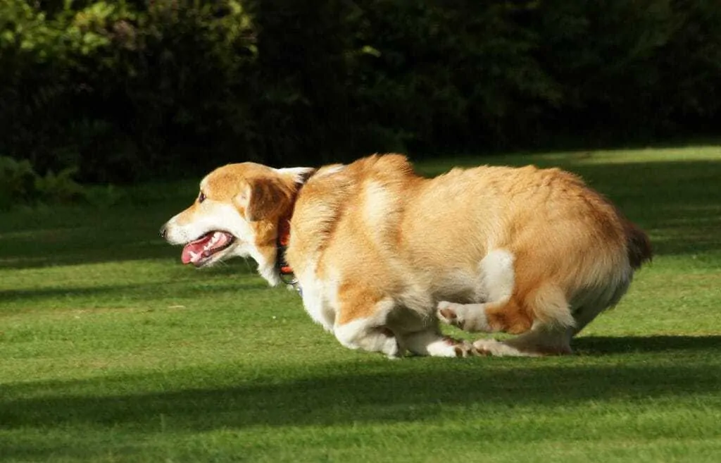 Pembroke Welsh Corgi Breed Information - 11 Things to Know 7