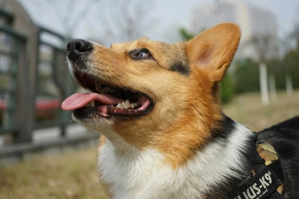 Pembroke Welsh Corgi Breed Information - 11 Things to Know 1