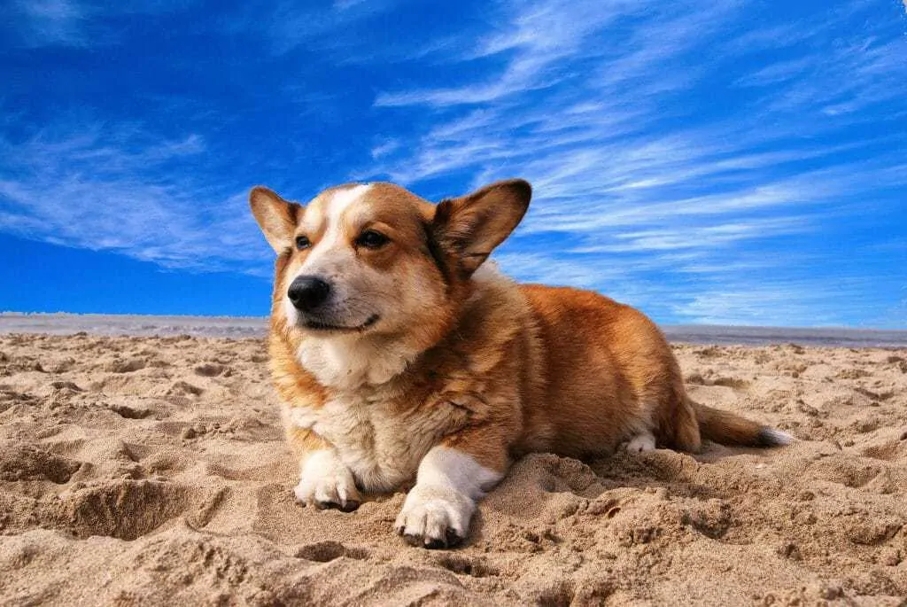 Pembroke Welsh Corgi Breed Information - 11 Things to Know 3