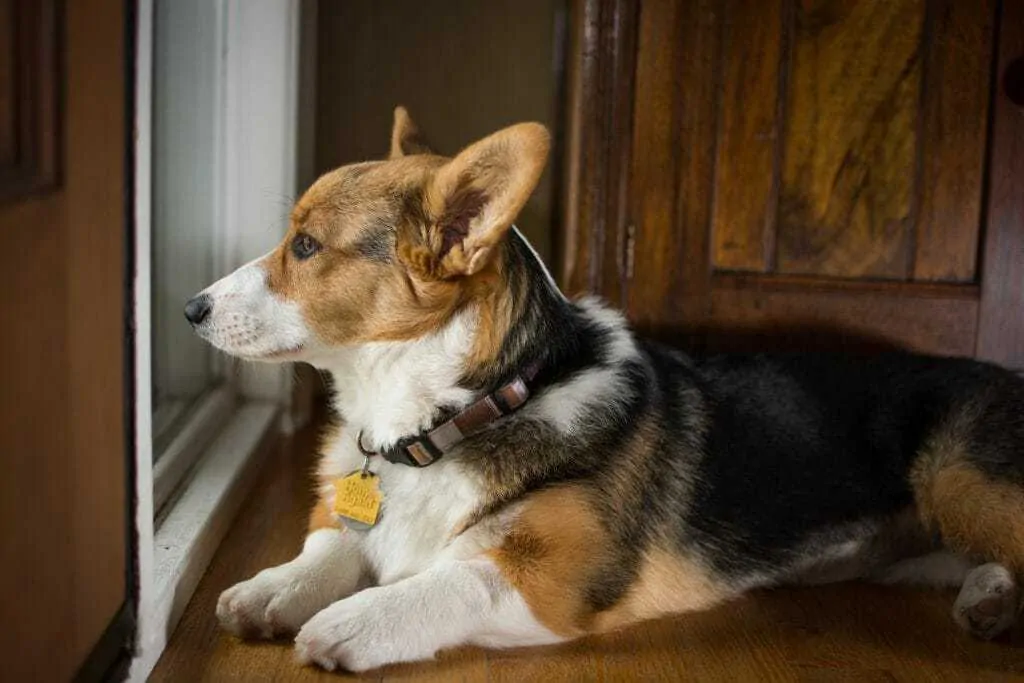 Pembroke Welsh Corgi Breed Information - 11 Things to Know 6