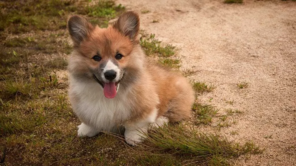 Pembroke Welsh Corgi Facts: 8 Things to Know About This Herding Breed