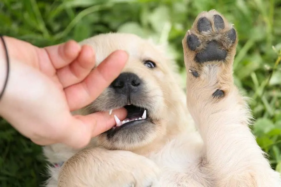 9 Tips to Stop Puppy Biting 2