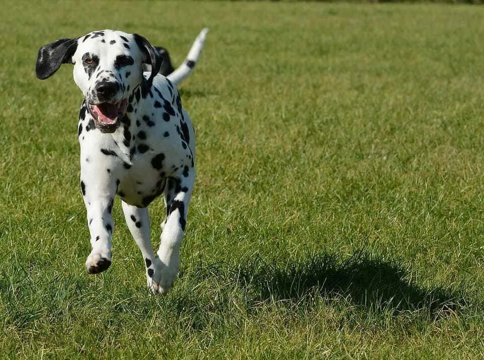 Living With a Deaf Dog: 15 Tips to Help With Training and Safety 2