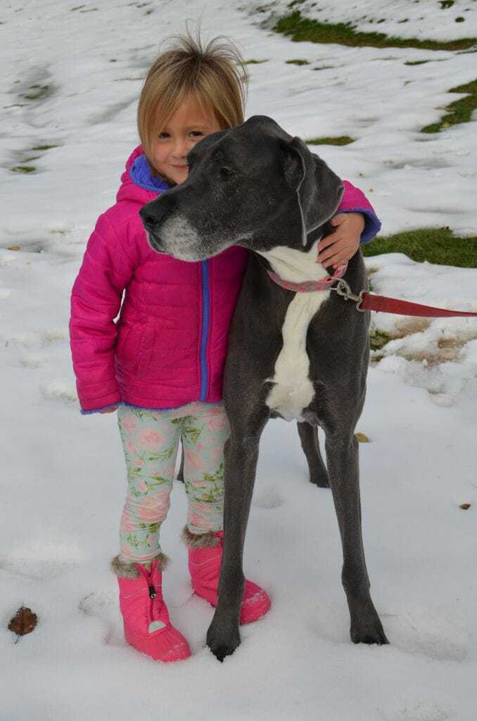 great dane size