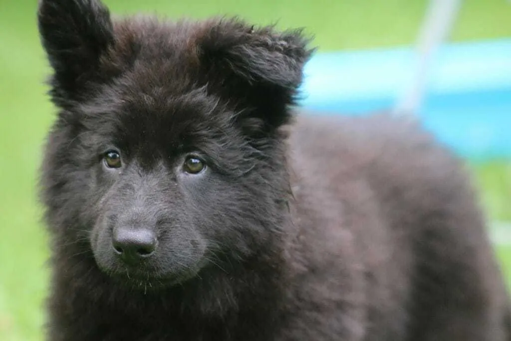 Eurasier Dog Breed Information: 11 Facts to know 4