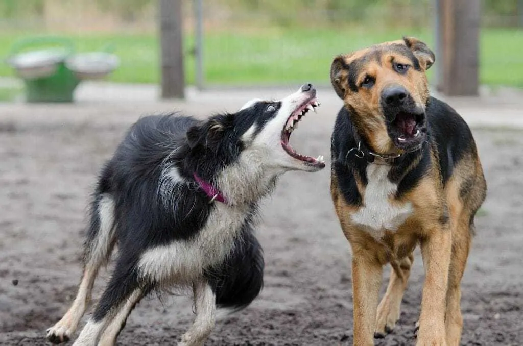 Dog Parks: The Good, The Bad and the Ugly 5
