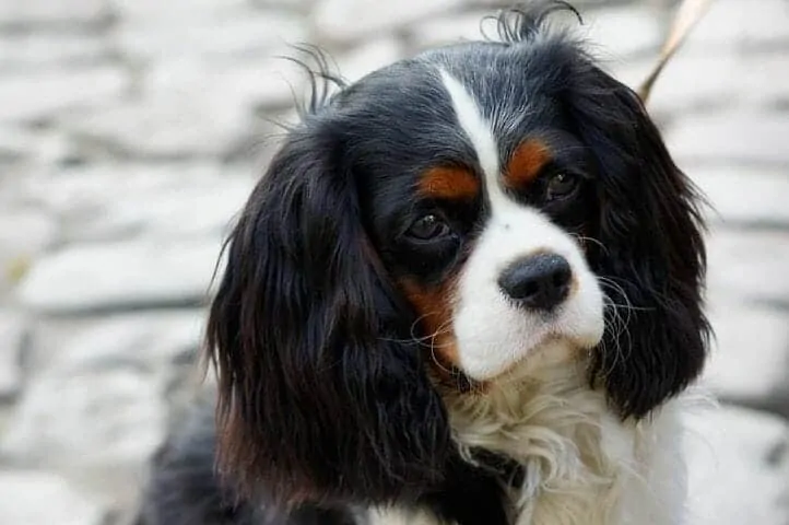 11 Things You Should Know About the Cavalier King Charles Spaniel 4