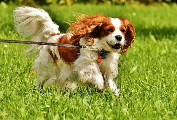 Cavalier king 2024 charles tail