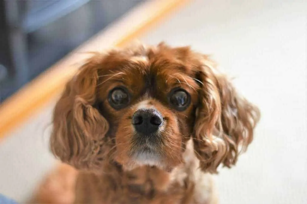 11 Things You Should Know About the Cavalier King Charles Spaniel 5